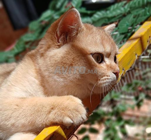 سكوتش ستريت جولد - 2