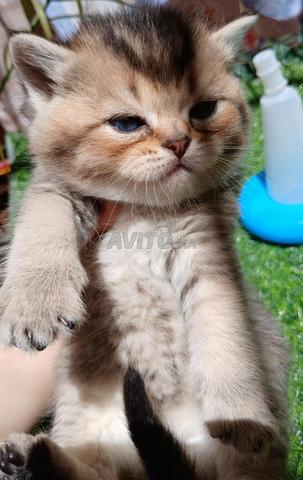 قط سكوتش ستريت - 2