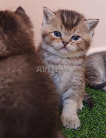 سكوتيش للحجز - 2