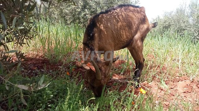 ماعز الألبين الحلوب - 2