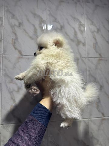 شبيتز بوميراني - 2