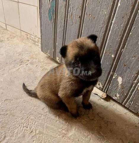 جرو جميل من نوع مالينوا 🐶 - 2