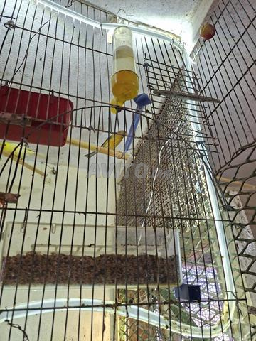 J'ai une femelle canari Kerguelen et une autre femelle, deux mâles adultes à vendre