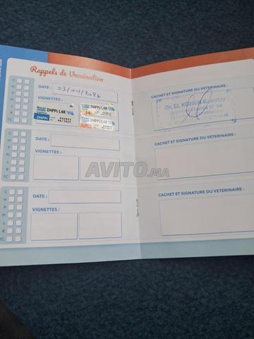 Labrador standard pure race - 2