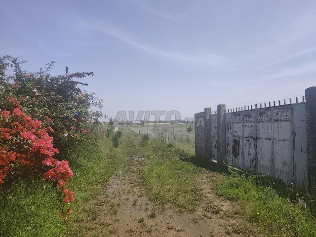 أرض على الطريق الرئيسي - 2