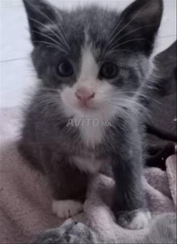 قطة صغيرة رمادية عمرها 45 يومًا - 2