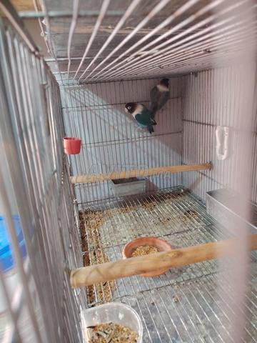 زواج فيشييه لا ينفصل - 2