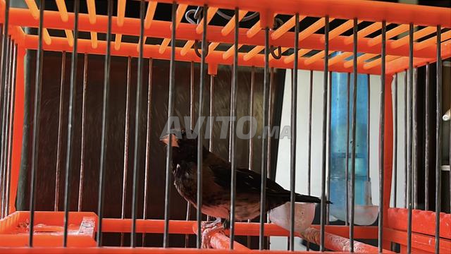 حسون أوروبي - 2