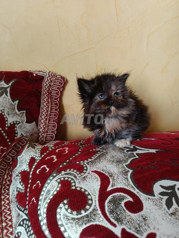 أفضل قطة فارسية أنثى - 2