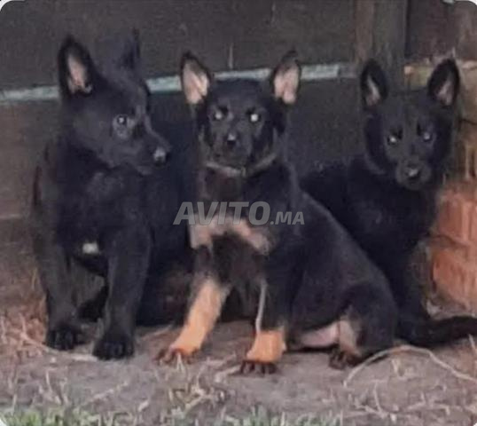 جرو كلاب رائعة من فصيلة الراعي الألماني الأسود - 2