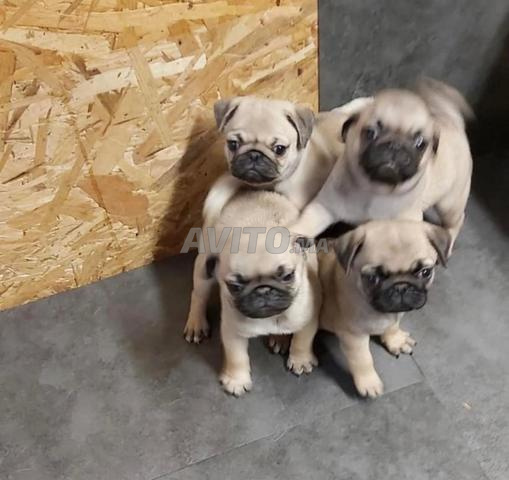 جرو بقلة من سلالة أبطال - 2