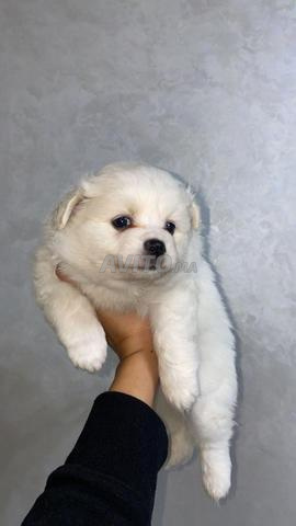 جراء سبيتز - 2