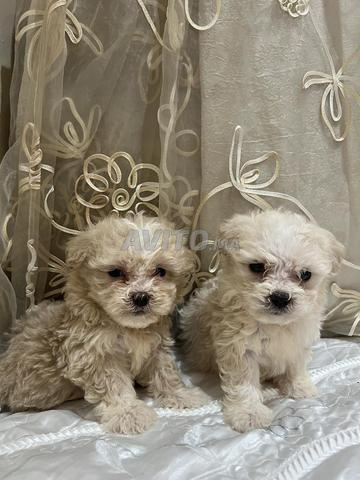 بيشون هافانيز - 2