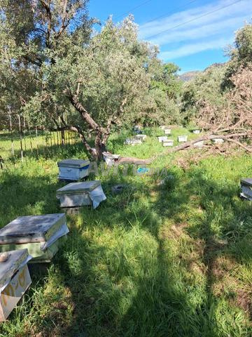 🐝 Ruche à vendre — Authentique de montagne
