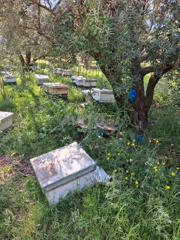 🐝 صندوق نحل للبيع — جبلي أصيل - 2