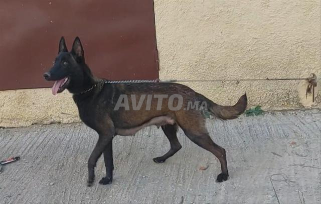 مالينوا شاربوني - 2