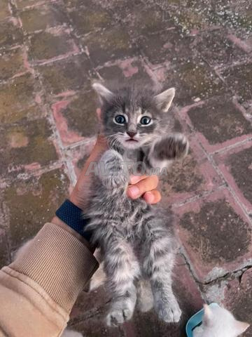 قطة للبيع - 2