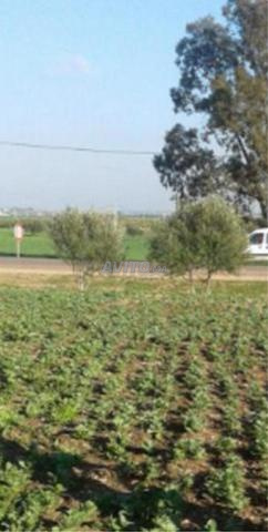 أرض مسجلة على الطريق الوطني سطات - 2