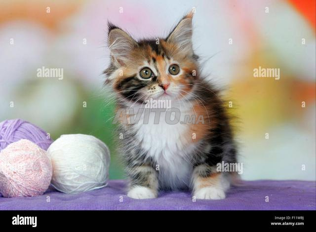 قط نرويجي - 2