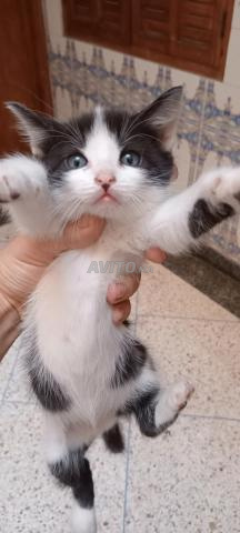 عاجل: قطط للتبني 🐱 قطط صغيرة جميلة للتبني - 2