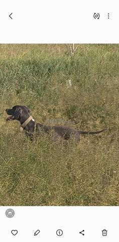 كلبة صيد من فصيلة البوينتر لصيد الثعابين - 2