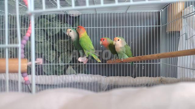 زوجان لا ينفصلان مع قفص كبير