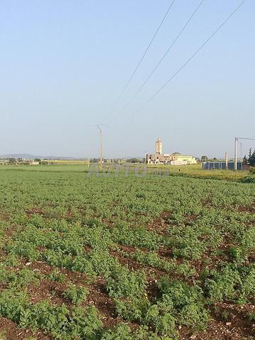 أرض فلاحية للبيع صالحة للزراعة والبناء - 2