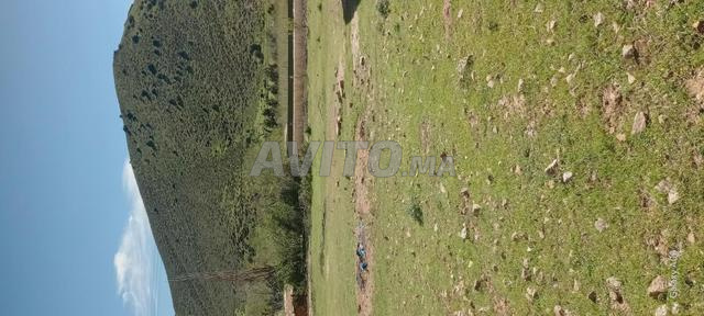 أرض فلاحية للبيع مساحة 2 هكتار محفظة