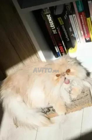 ذكر فارسي 6 أشهر