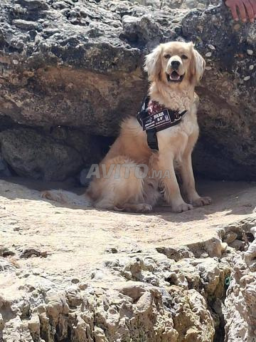 Chien Golden Retriever - 2