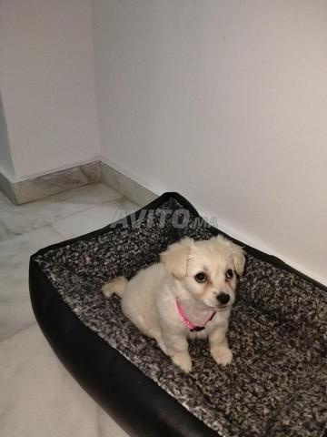 Ain Sebaa à côté de Marjane - 2