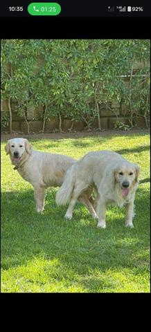 جولدن ريتريفر ذكر - 2