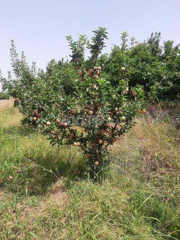 Terrain agricole 2,3 ha eau, Jardin d’Azrou