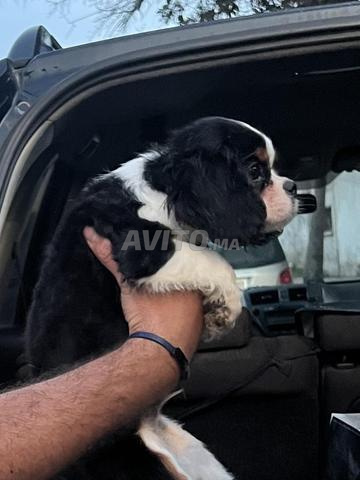 كافاليير كينغ تشارلز - 2