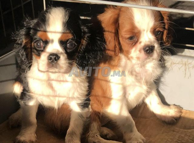 كافاليير كينغ تشارلز