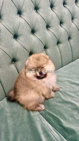 سبيتز بومرينيان - 2