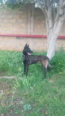 Super femelle malinois très charbonnée pure race