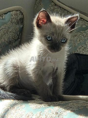 Chaton siamois 🐾 - 2