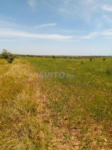 Terrain titré à vendre - 2