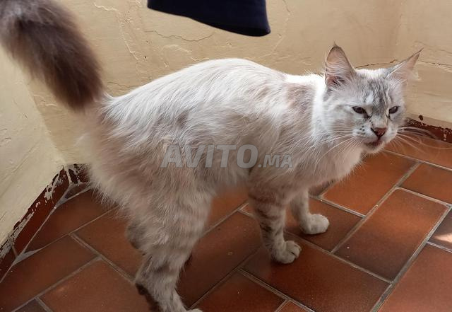 قطة بورمية للتبني - 2