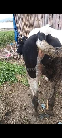 ضروبة للبيع، أسنان الحليب - 2