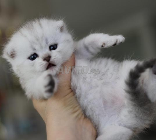 Scottish et british avec pedigree wcf  - 2