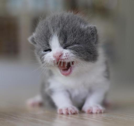 Chatons pedigree scottish shorthair et longhair - 2