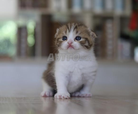 قطط صغيرة ذات نسب سلالة سكوتش شورت هير وطويلة الشعر