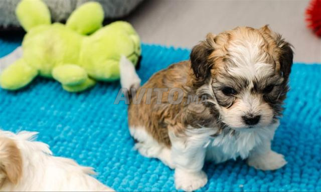 كلاب بيشون هافانيز