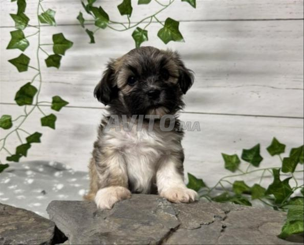 كلاب بيشون هافانيز - 2