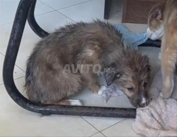 8 جراء للتبني بوردر كولي × الراعي الأسترالي