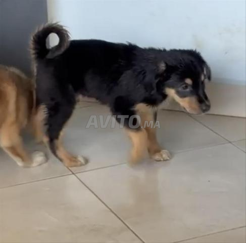 8 جراء للتبني بوردر كولي × الراعي الأسترالي - 2