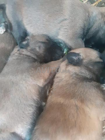 زكوطة سيدي قاسم - 2