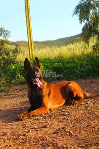 أنثى مالينوا مدربة على الحراسة